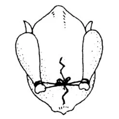 Ficelle De Cuisine 152 M 9 Ficelle De Cuisine 152 M -Fournitures De Cuisine 601080 3 1 Ficelle de cuisine 152 m