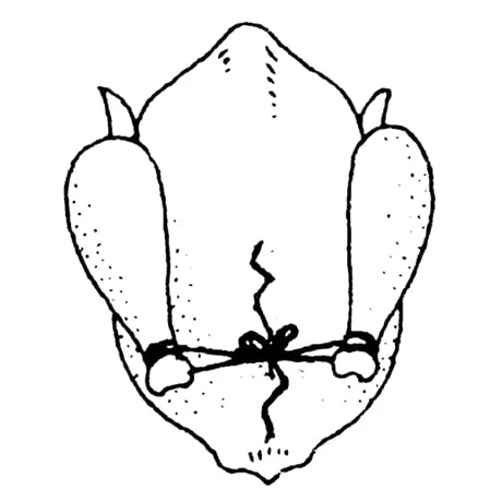 Ficelle De Cuisine 152 M 6 Ficelle De Cuisine 152 M – Image 4